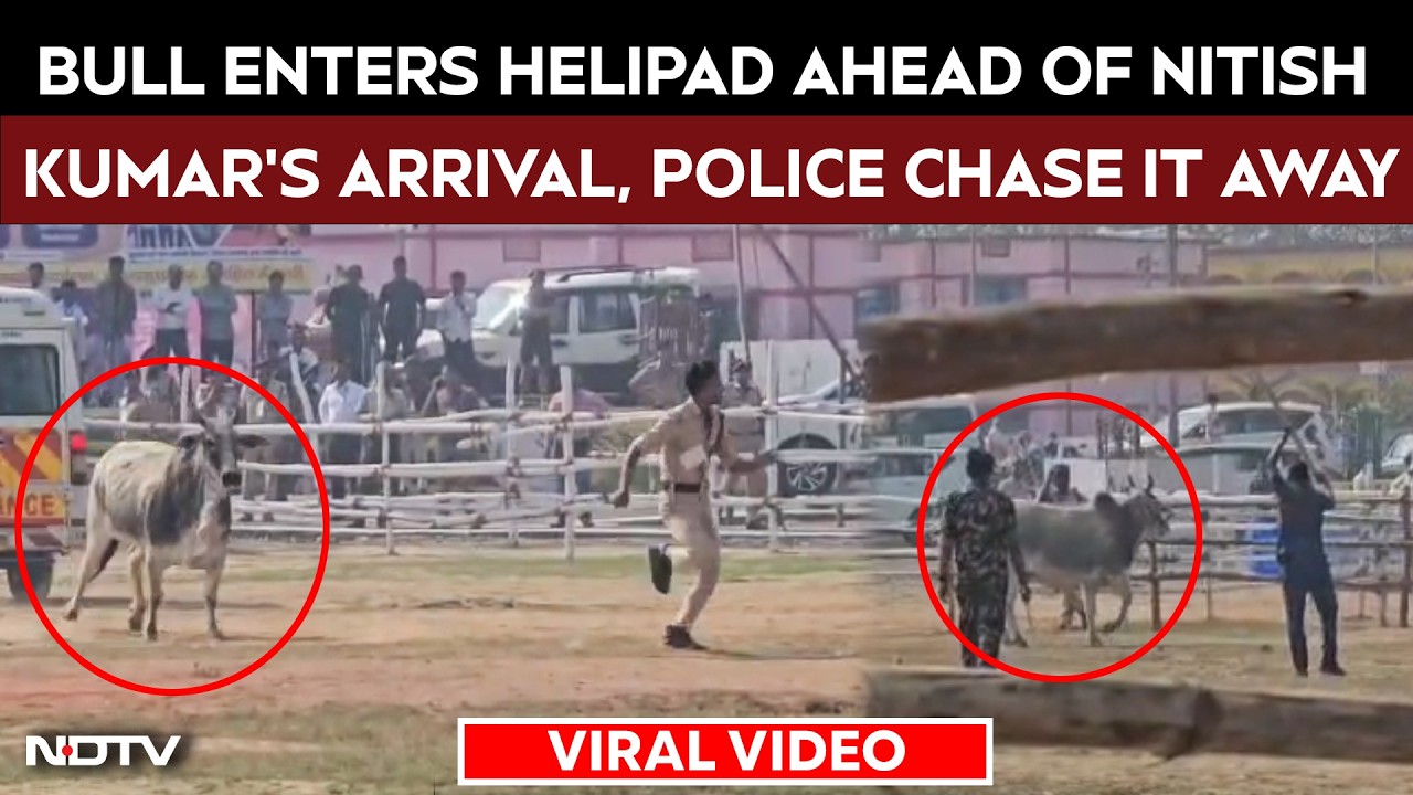 Bull Enters Helipad Ahead Of Nitish Kumar’s Arrival, Police Chase It Away