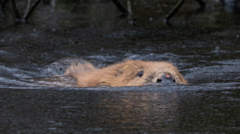 How reintroducing beavers is changing our landscape