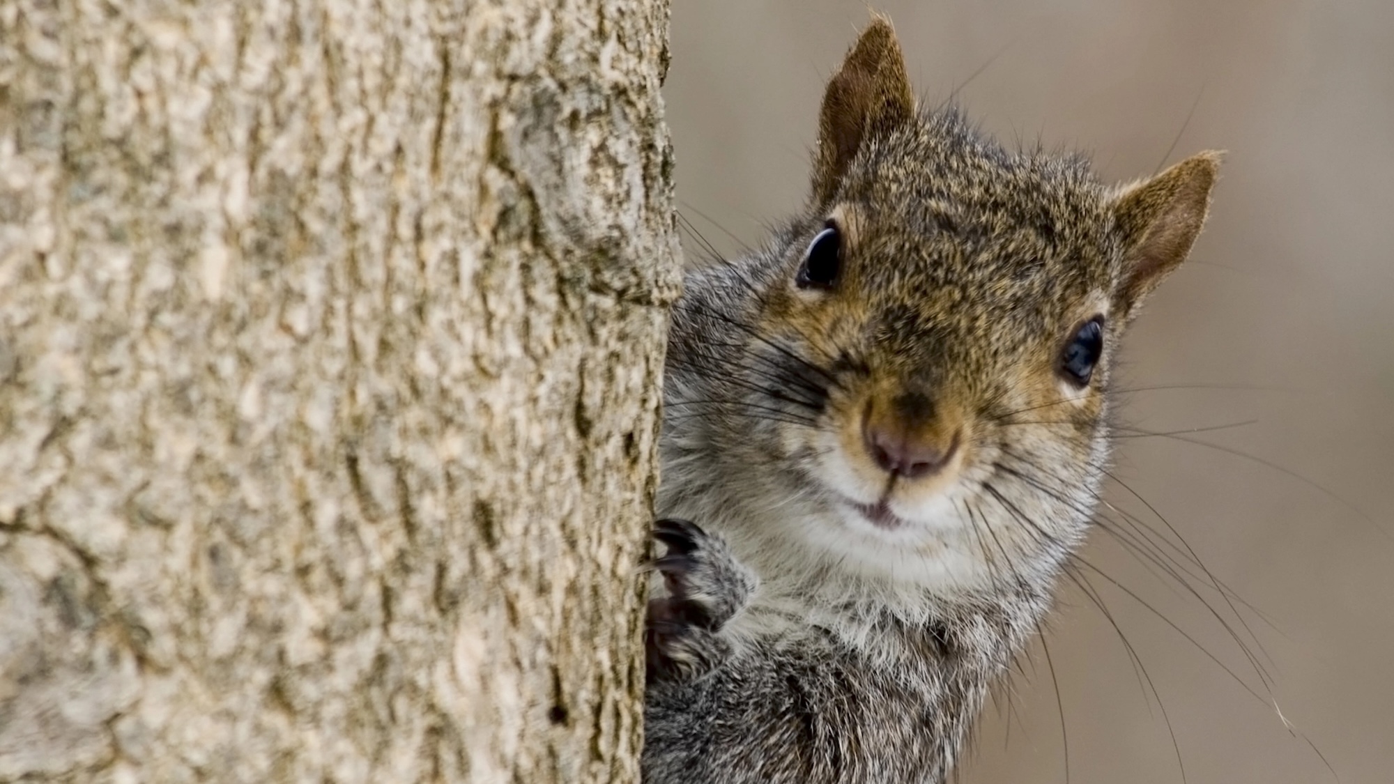 Squirrels love almonds, and will work harder to get them