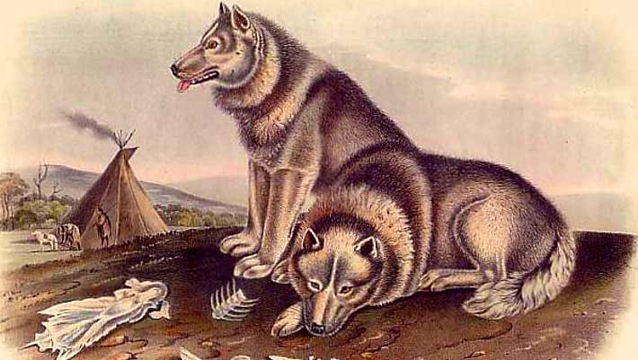 Ancient DNA Study Rewrites Origins of Europe’s First Dogs