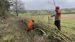 Ancient hedge laying used to boost biodiversity