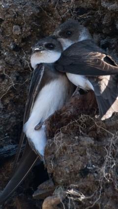 It’s nearly moving day for these sand martins
