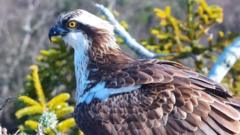 Nest sites await return of history-making ospreys