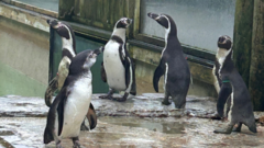 Wildlife park welcomes three new Humboldt penguins