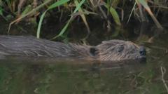 Greedy beaver caught twice in monitoring trap