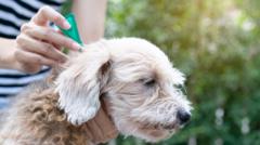 Toxic pet flea treatment chemicals found at ‘damaging’ levels in rivers