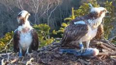 Returning ospreys avoid last season’s love drama