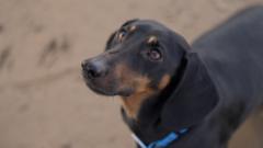 Dogs became man’s best friend far earlier than thought, scientists find