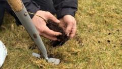 Young trees planted to expand temperate rainforest