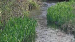 Campaigners push to better protect chalk streams