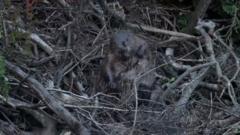 Released beavers settle after year of ups and downs