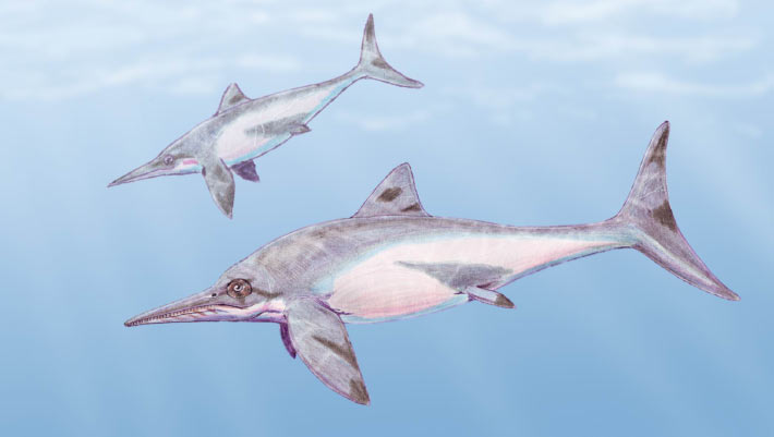 Bharat Journal Jurassic Ichthyosaur Fossil Found in Cuba