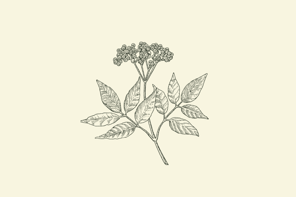 Elderberry