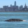 Bharat Journal Of gray whales that enter San Francisco Bay, nearly 18% die there, scientists find