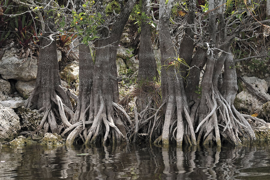Bharat Journal Wildfires already active in Florida and US put focus on managed burns