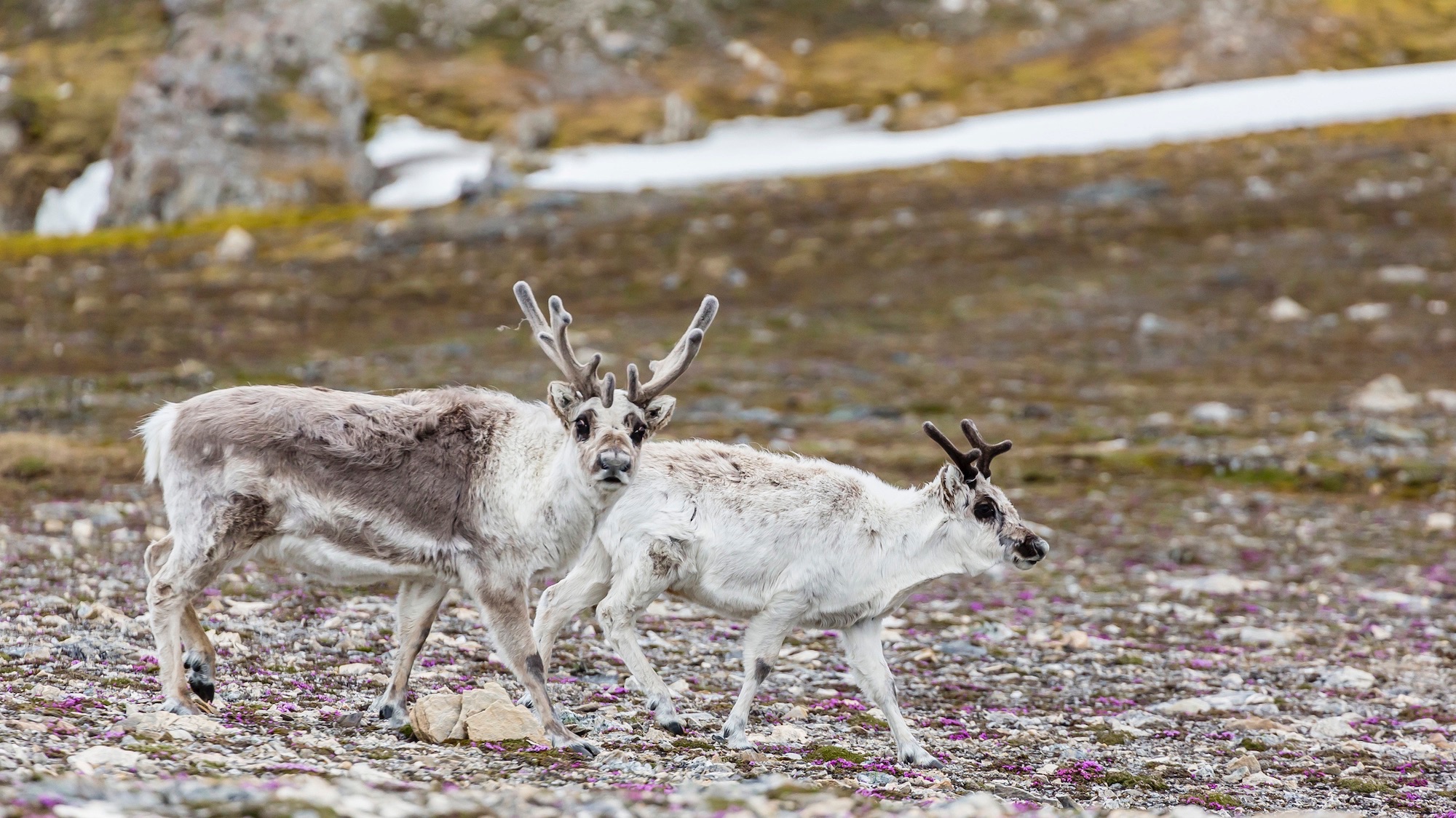 Bharat Journal Why do female reindeer have antlers? Cannibalism, most likely. 