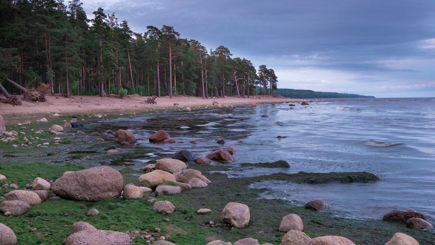 Bharat Journal Researchers just revealed a hidden forest under the sea