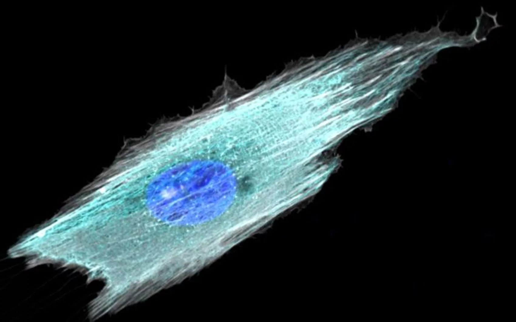 Bharat Journal New research reveals how cells decide when to respond