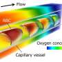 Bharat Journal Understanding how oxygen is delivered to tissues at the microscopic level