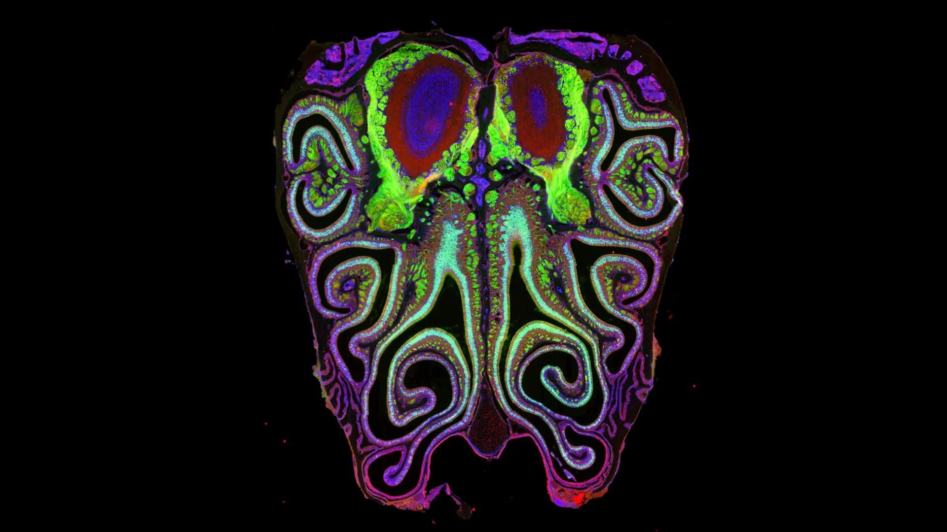 Bharat Journal A hidden map in your nose could explain how smell works