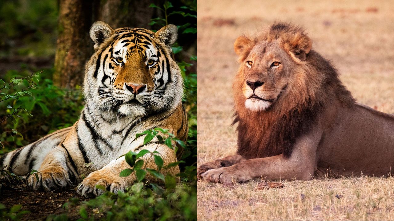 Bharat Journal What’s the difference between a lion and a tiger?