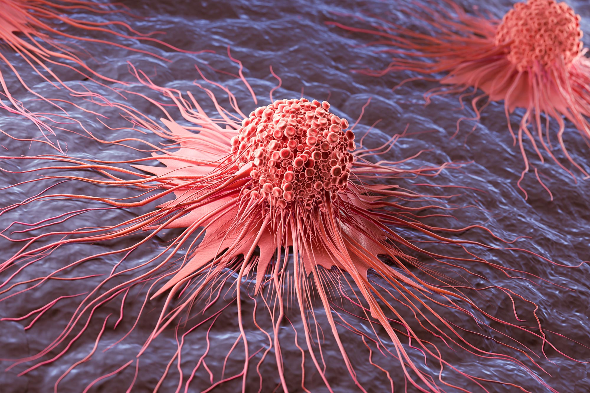 Bharat Journal Scientists Uncover Fatal Weakness in “Zombie Cells” Linked to Cancer