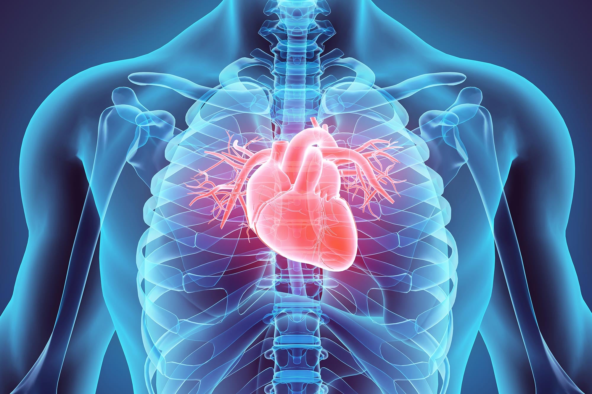 Bharat Journal World-First Study Reveals Human Hearts Can Regenerate After a Heart Attack