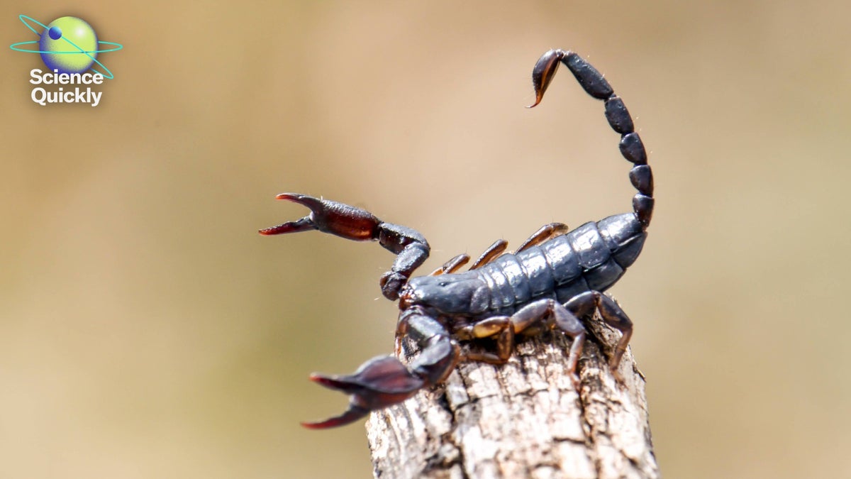 Bharat Journal Metallic scorpion stingers, preeclampsia hope, canceled wind energy projects