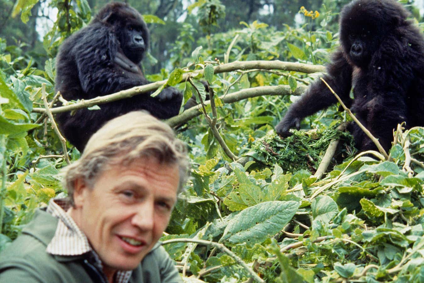 Bharat Journal The greatest David Attenborough documentaries you really need to watch
