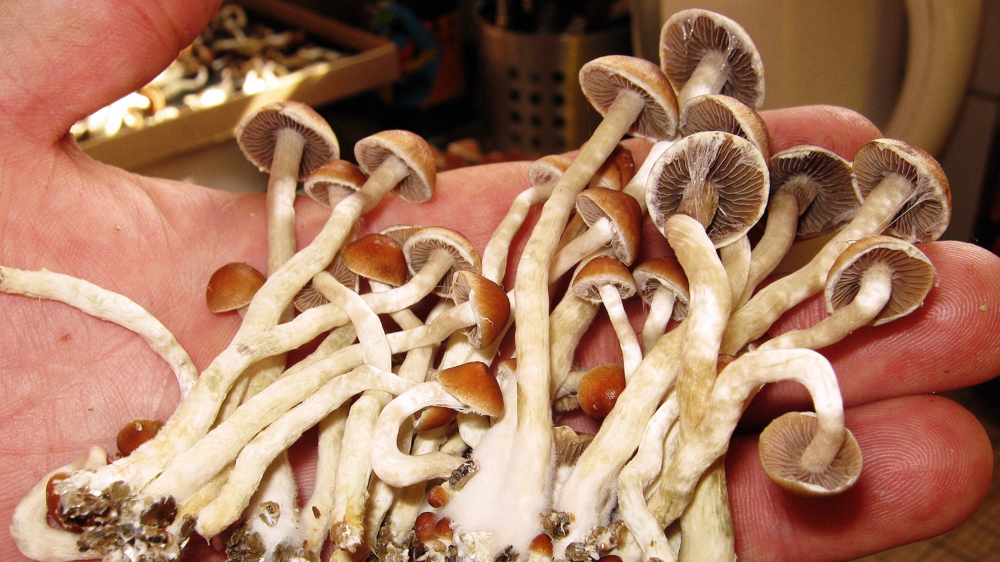 Bharat Journal Magic mushrooms make mean fish lazier and more chill