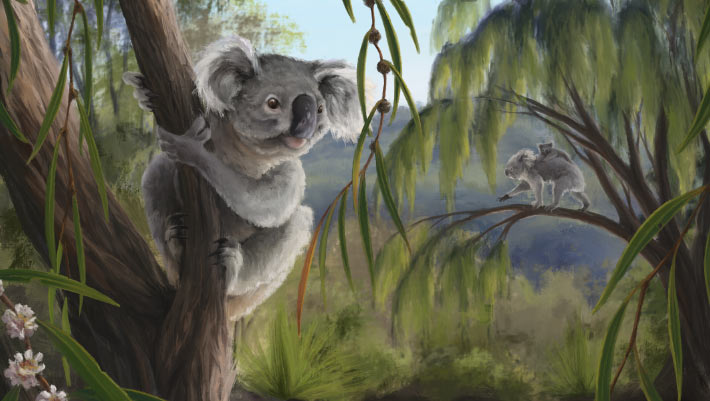 Bharat Journal New Species of Fossil Koala Found in Museum Drawer