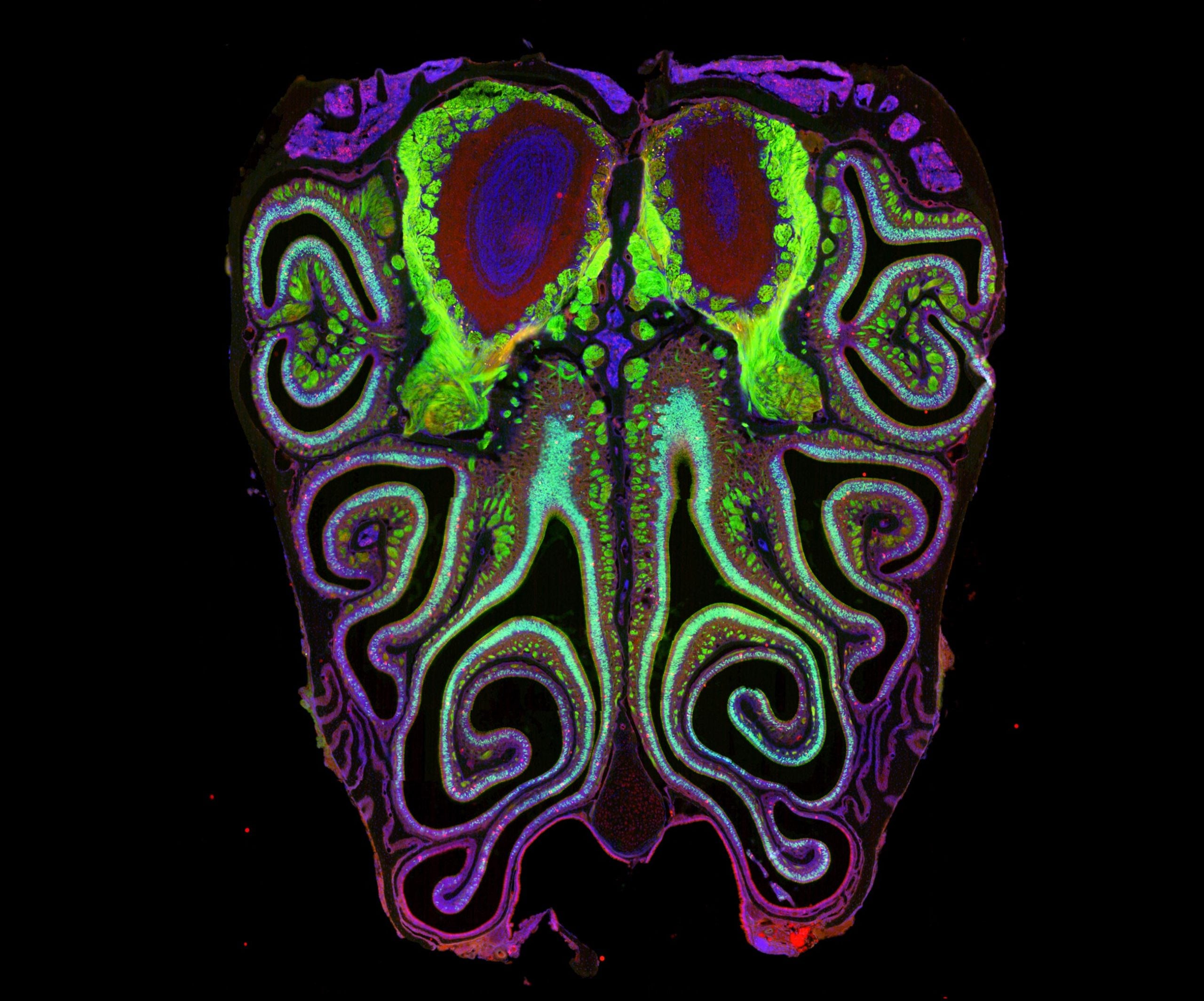Bharat Journal Harvard Scientists Reveal Secret Structure Behind How You Smell