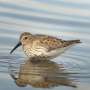 Bharat Journal Rising storm floods are washing away wader nests—artificial eggs and incubation should only be last resort