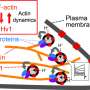 Bharat Journal How ion channels inside cells manipulate the cytoskeleton