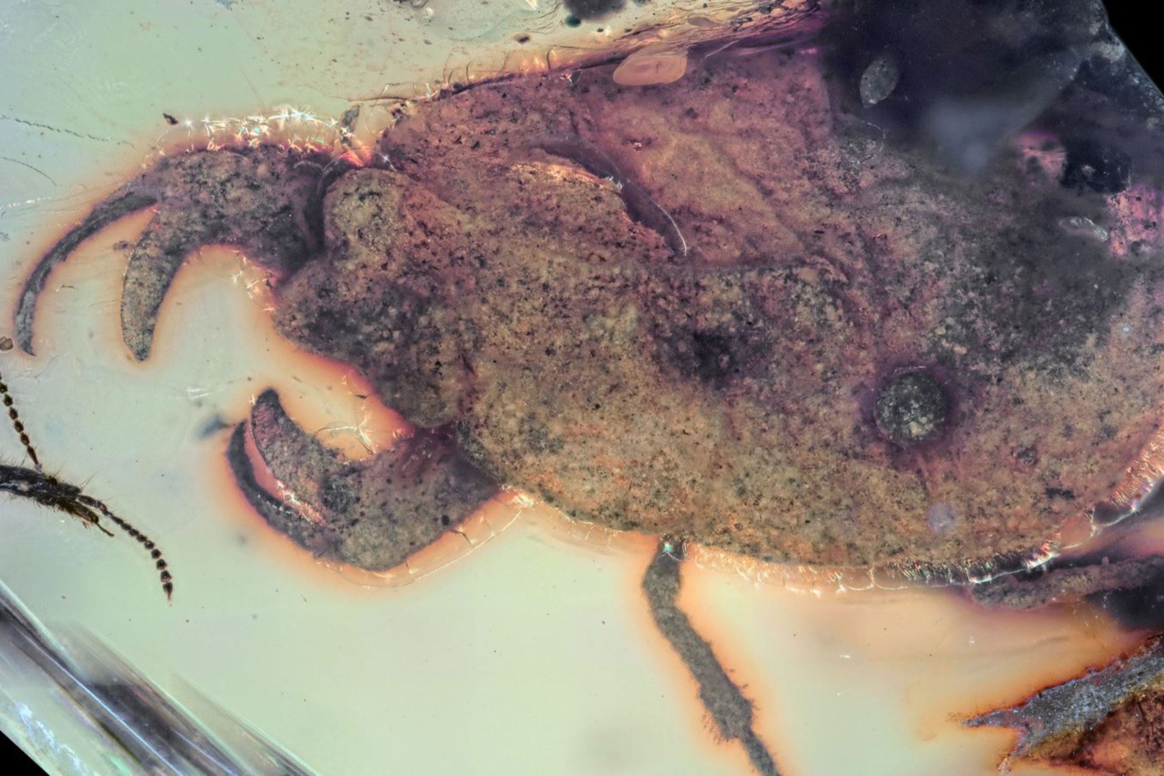 Bharat Journal Scientists Discover Bizarre 100-Million-Year-Old Insect With Giant Claws