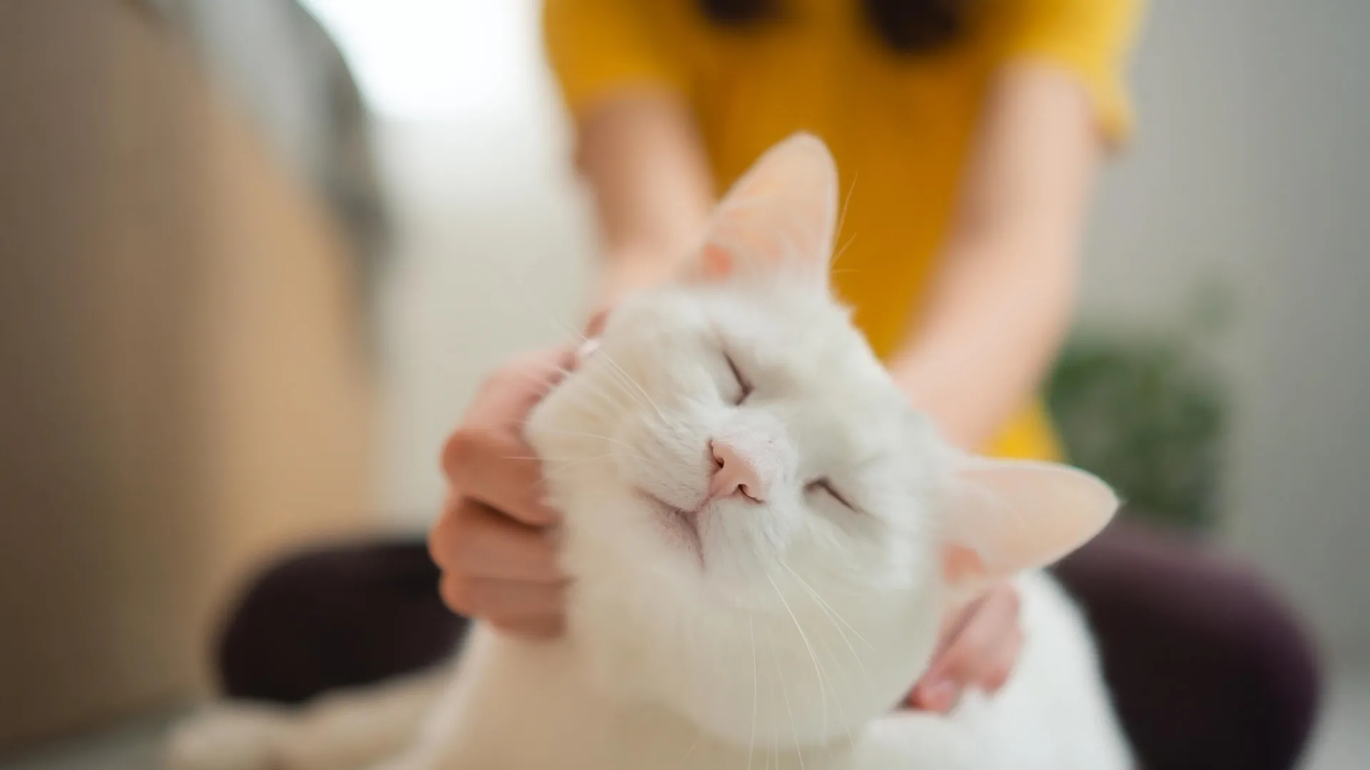 Bharat Journal Scientists say house cats could help unlock new cancer treatments for humans