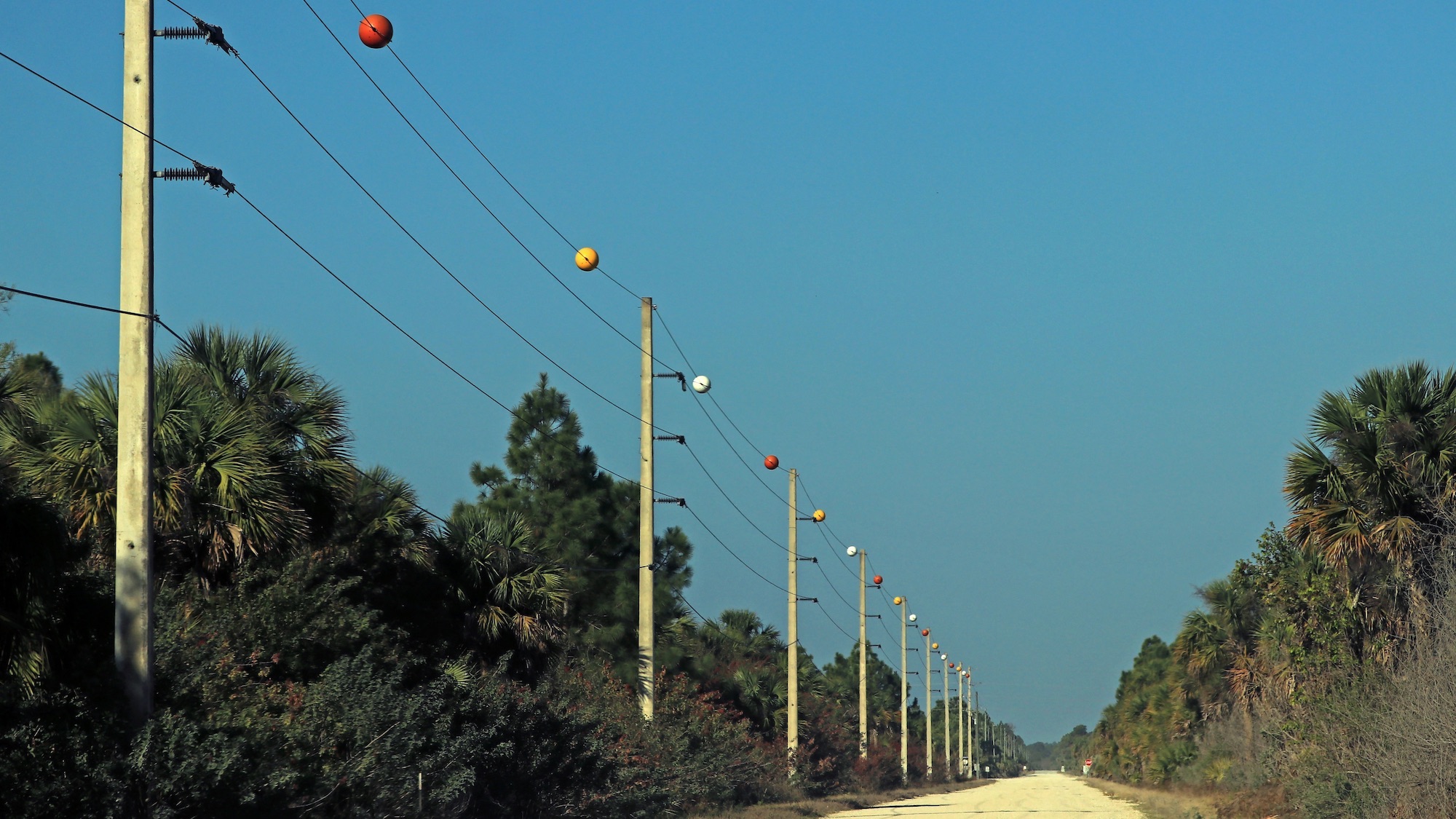 Bharat Journal What are those orange balls on some energy strains?